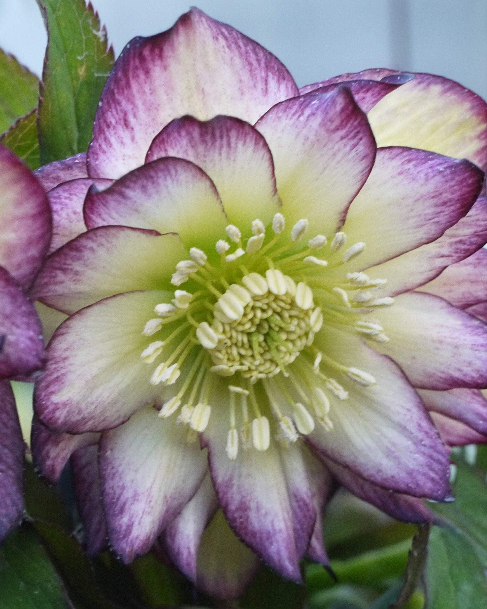 Helleborus x hybridus Winter Jewels® 'Rose Quartz' (Lenten Rose