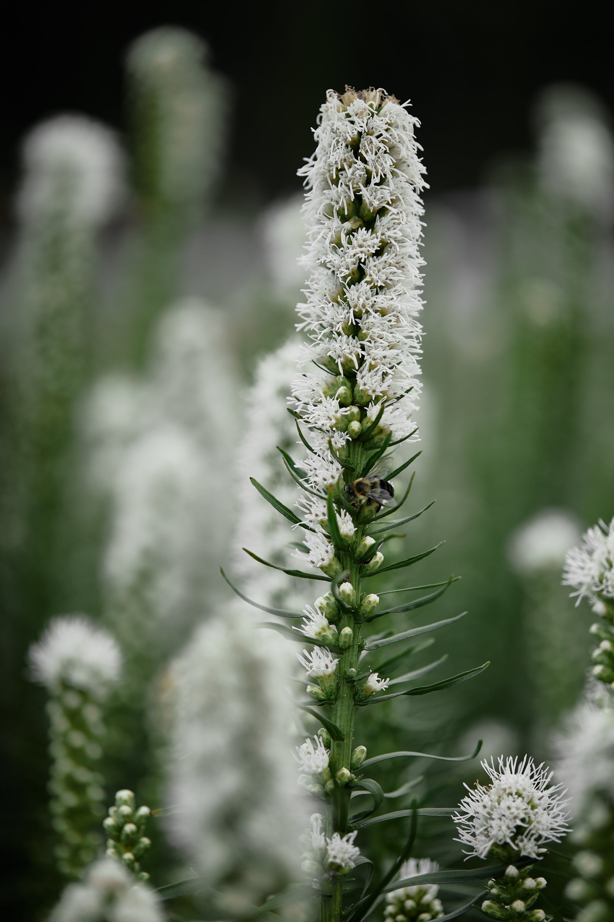prayer plant white flowers Liatris spicata 'Floristan White' (White Gay Feather) – Perennial Farm Marketplace
