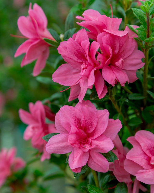 Rhododendron x Encore® Azalea Autumn Empress™ (Azalea hybrid) – Perennial  Farm Marketplace