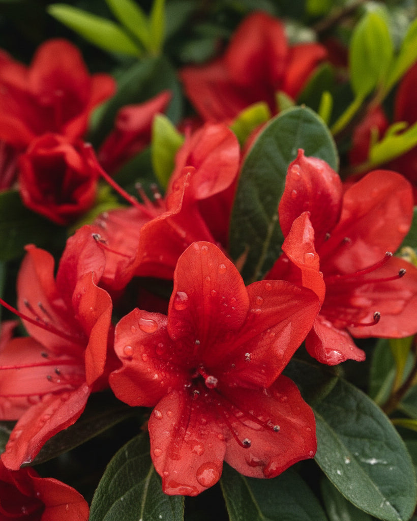 azalea tobacco Rhododendron x Encore® Azalea Autumn Embers® (Azalea hybrid)