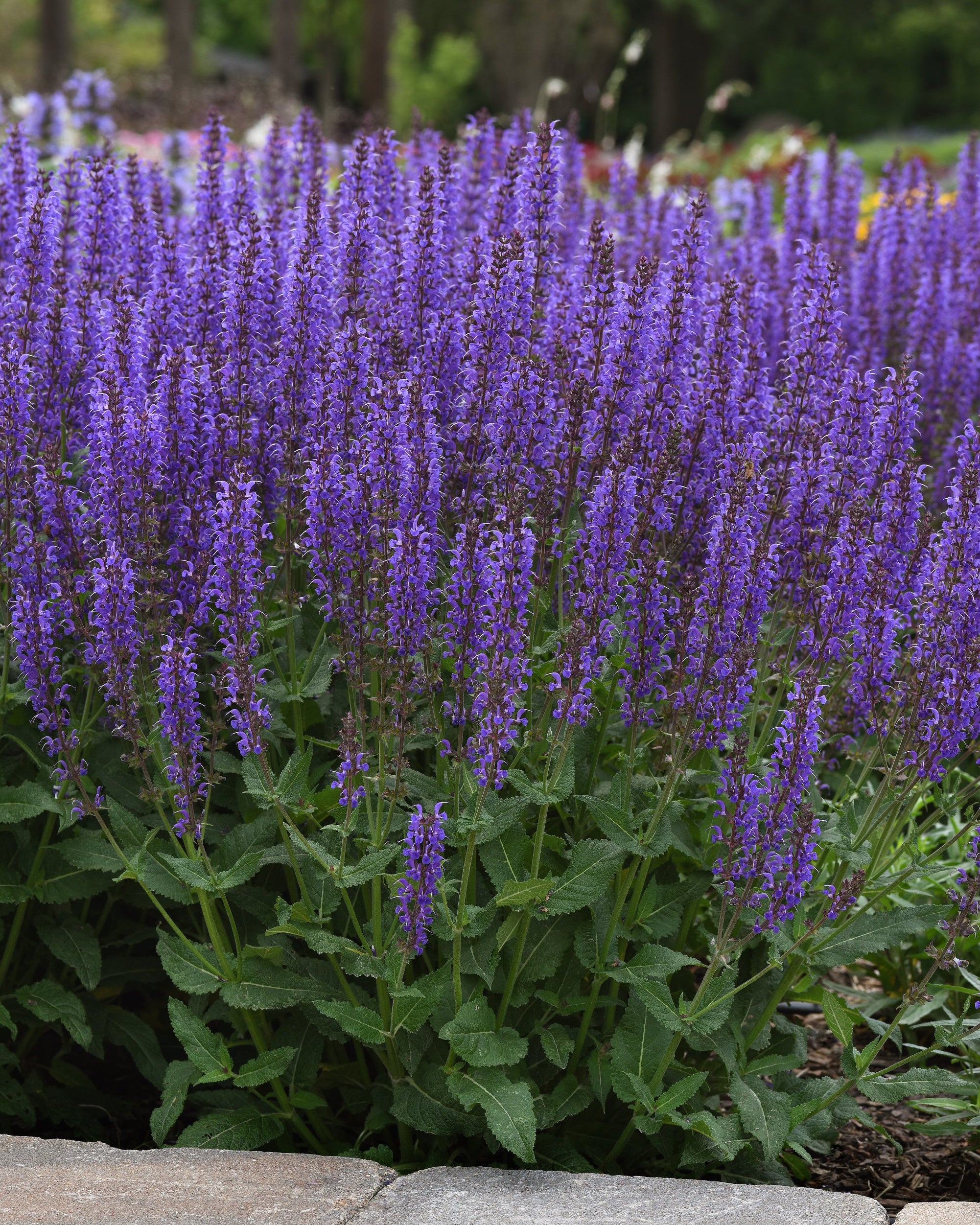 Salvia N Blue By You Sage Perennial Farm Marketplace Salvia N Blue By You Sage Perennial Farm Marketplace