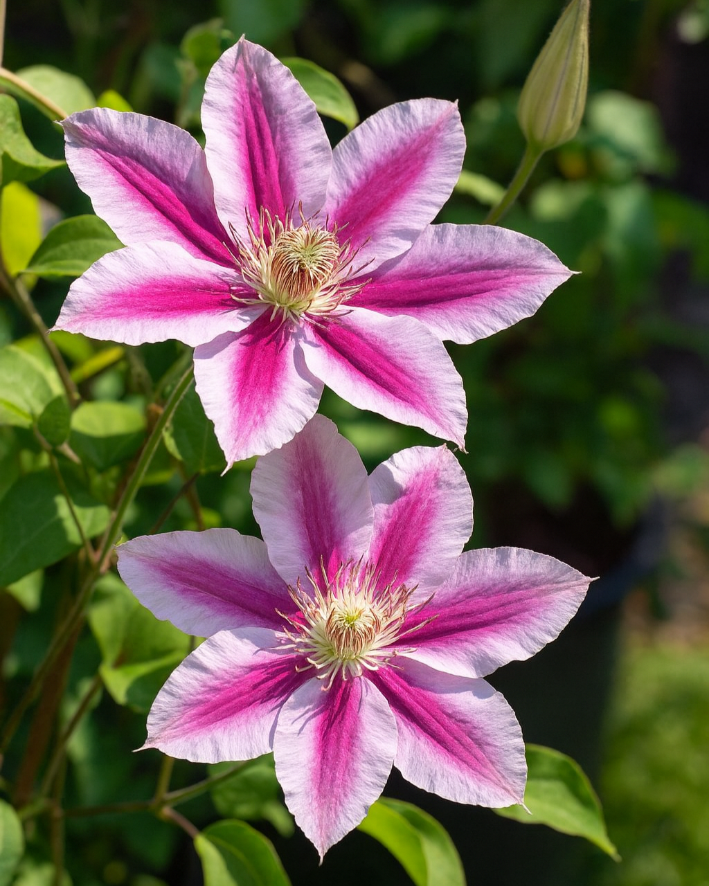Clematis Ibrido 'Dr. Ruppel', Fiore Grande, Rosa E Bianco, 40-60 - Foto 12