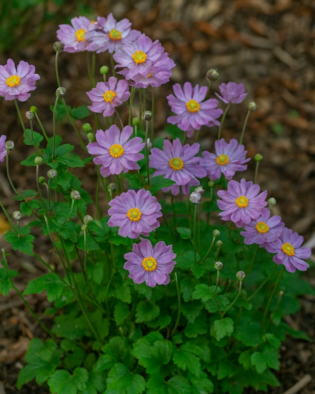 Anemone x hybrida Fantasy™ 'Pocahontas' (Windflower) – Perennial