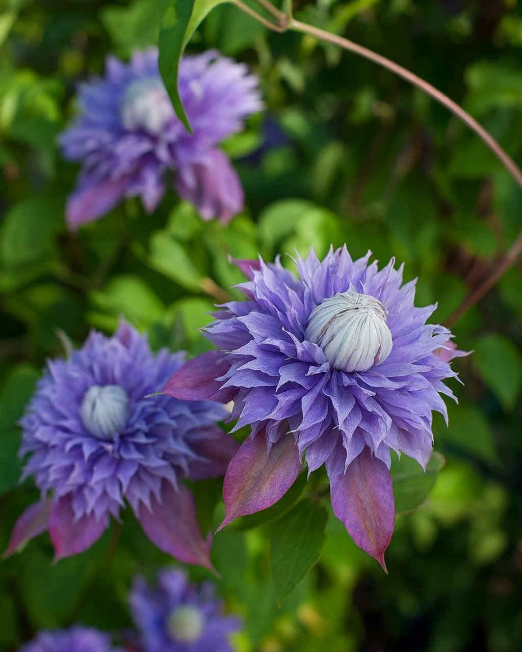 Clematis x viticella Diamantina (Regal® Series Hybrid Clematis