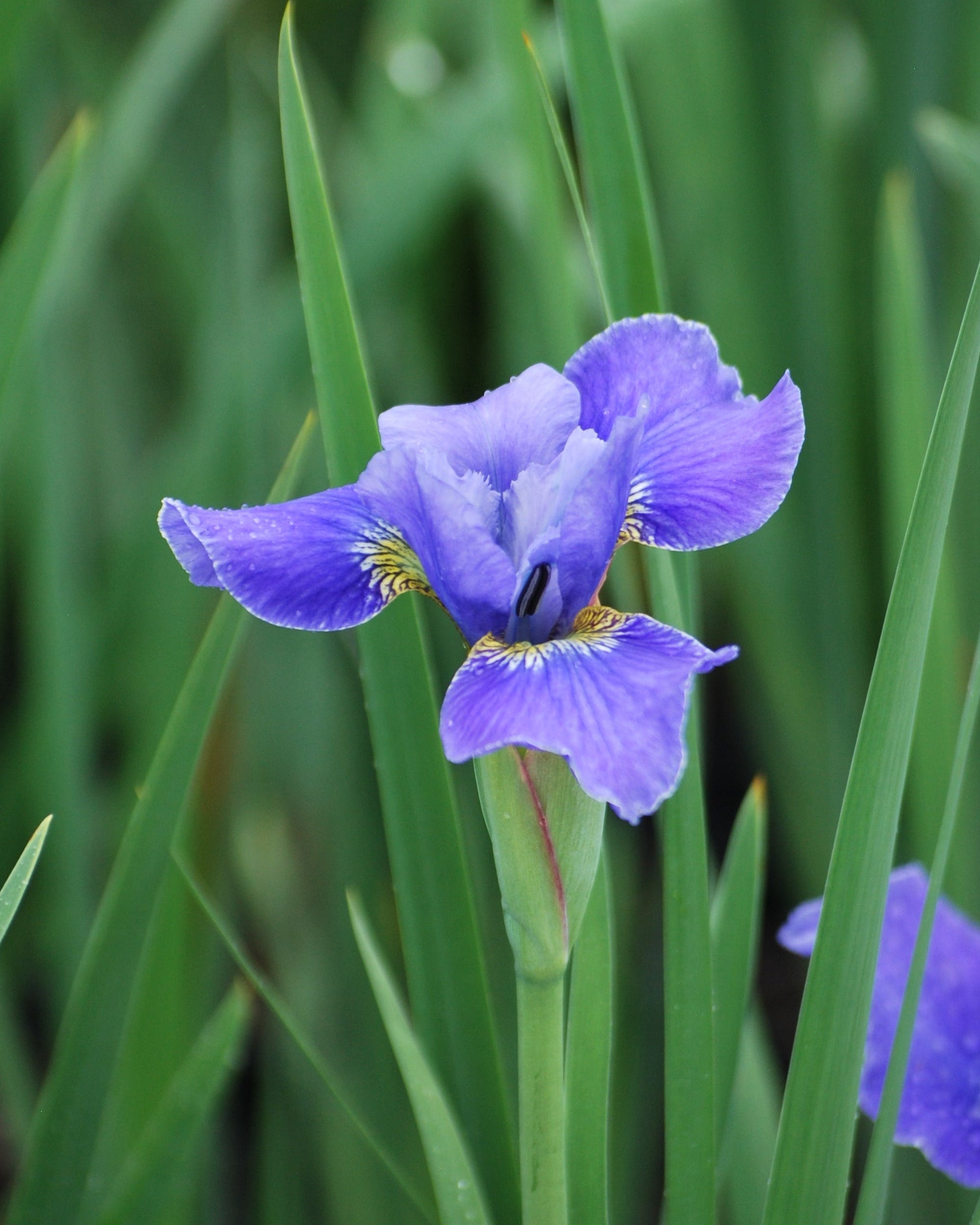 Iris sibirica 'Silver Edge' (Siberian Iris) – Perennial Farm