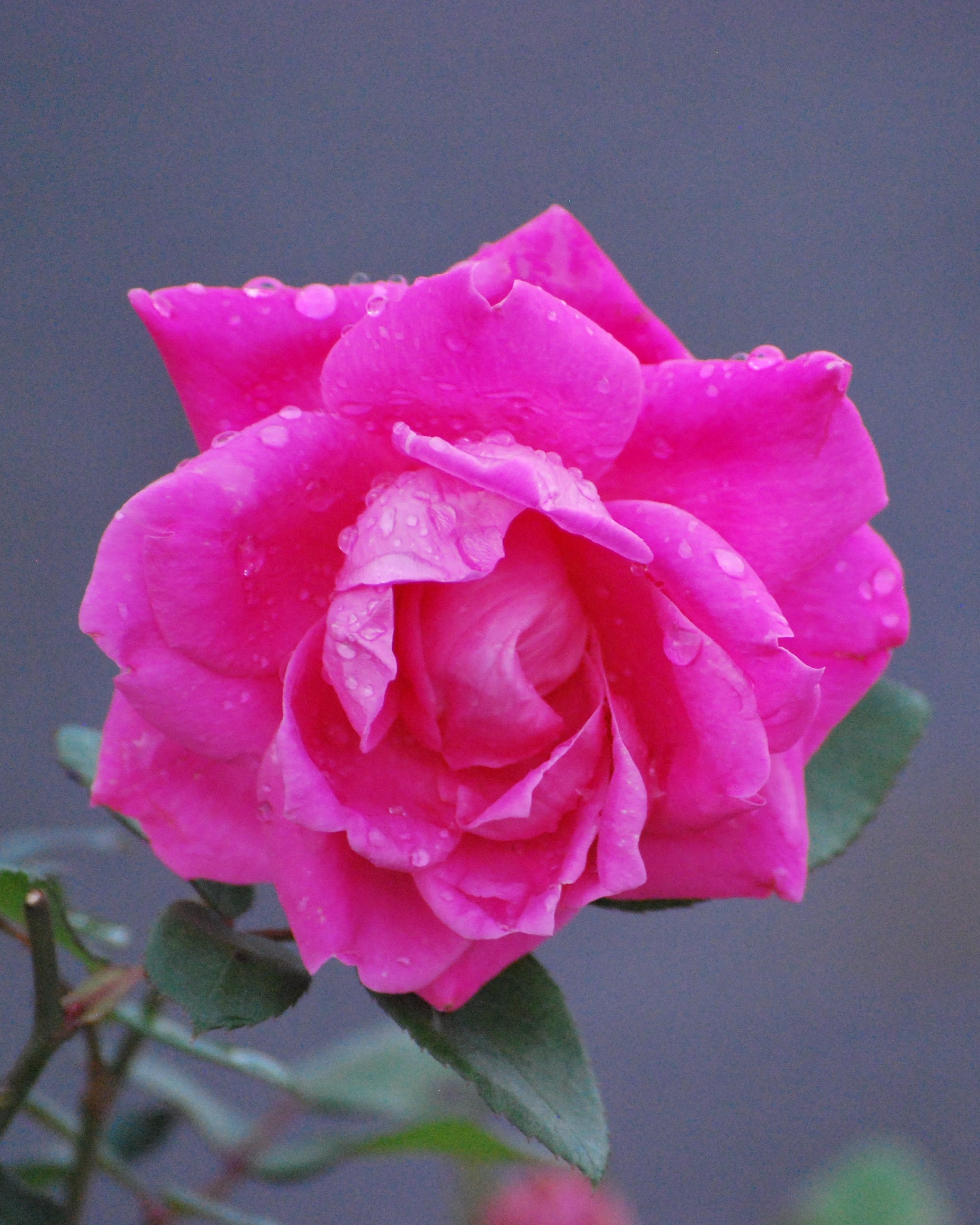 Rosa Pink Double Knock Out® – Perennial Farm Marketplace