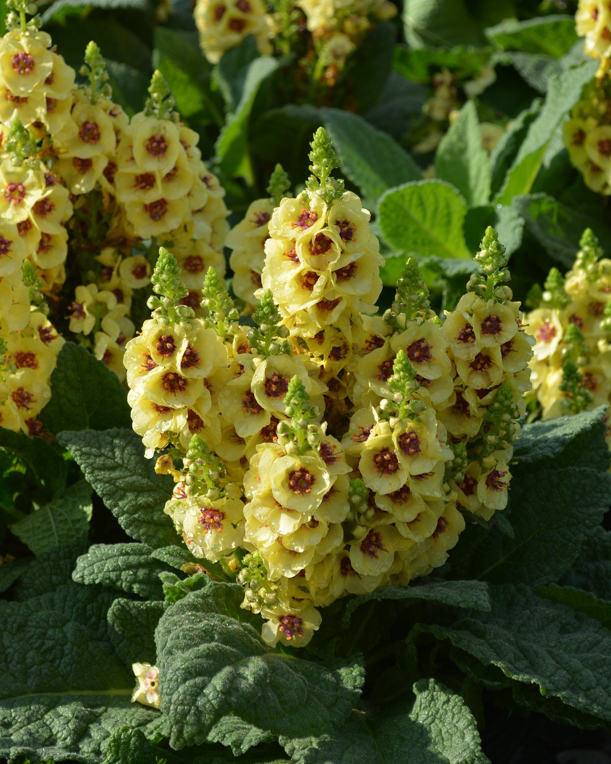 verbascum plant Verbascum x 'Dark Eyes' (Mullein)