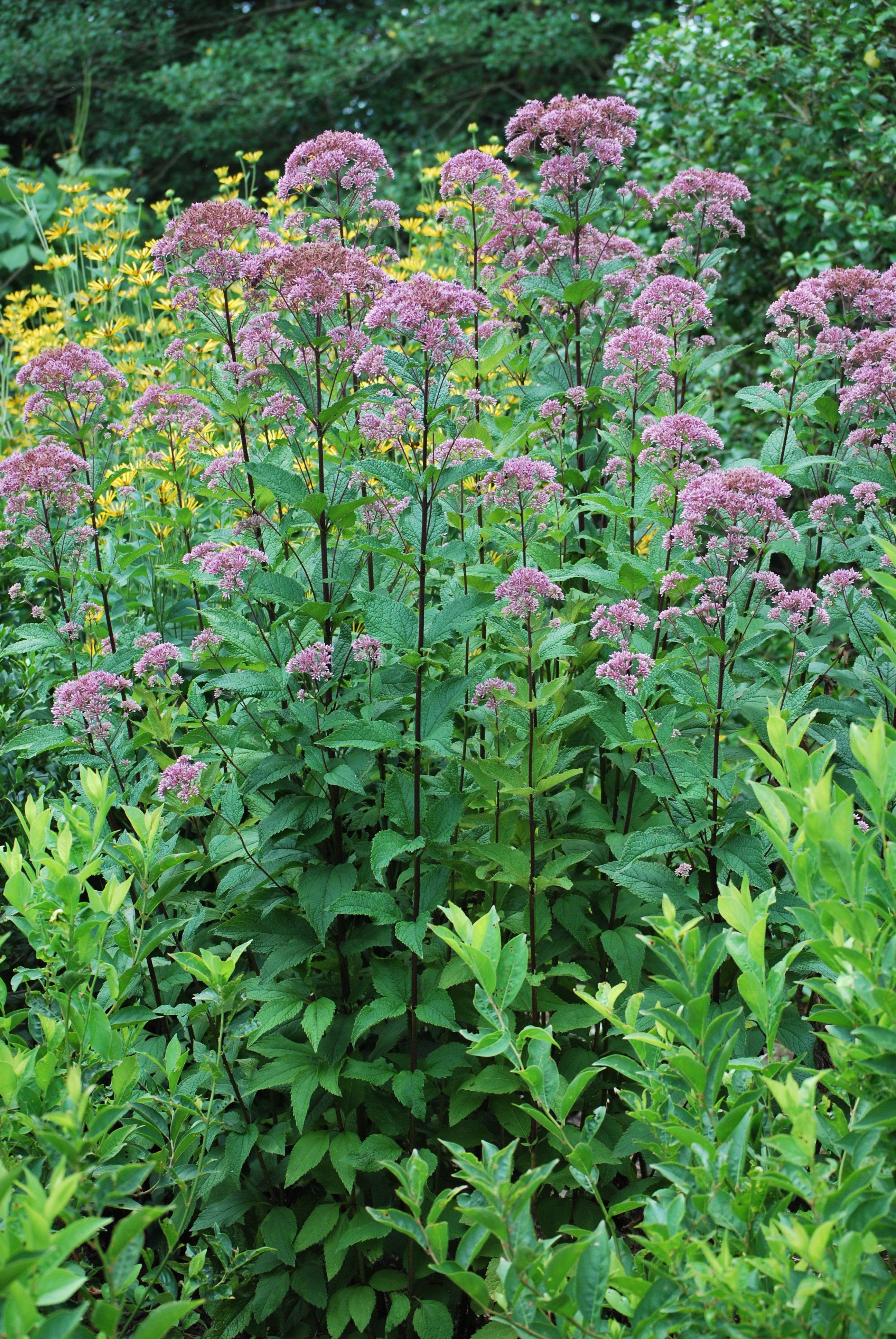 Eupatorium maculatum 'Gateway' (Joe Pye Weed) – Perennial Farm Marketplace