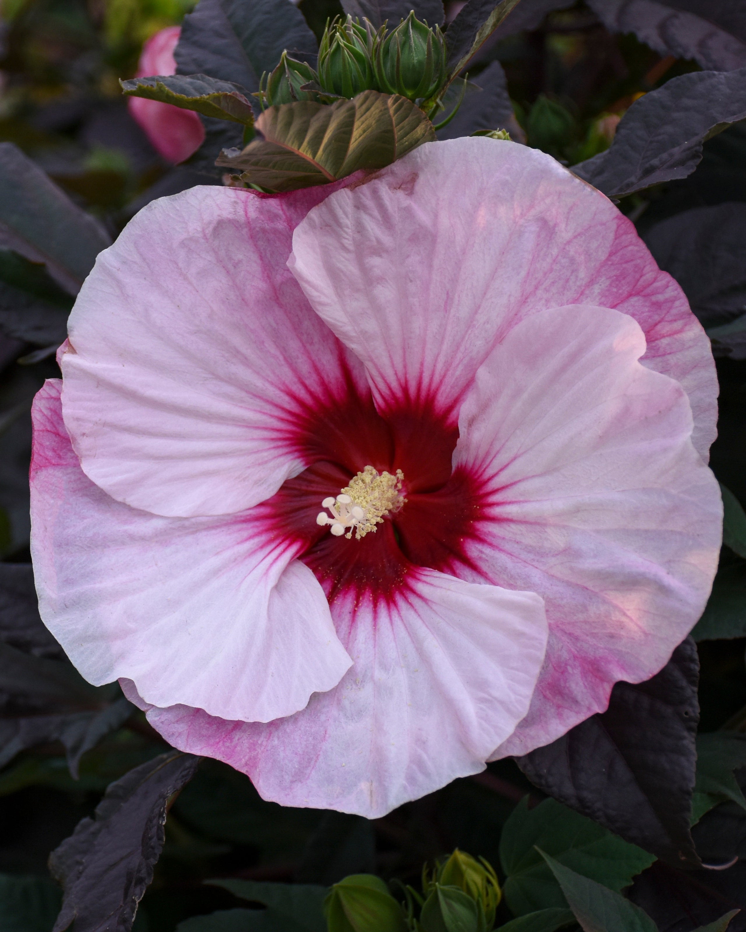 Hibiscus_PerfectStorm_PP27880C