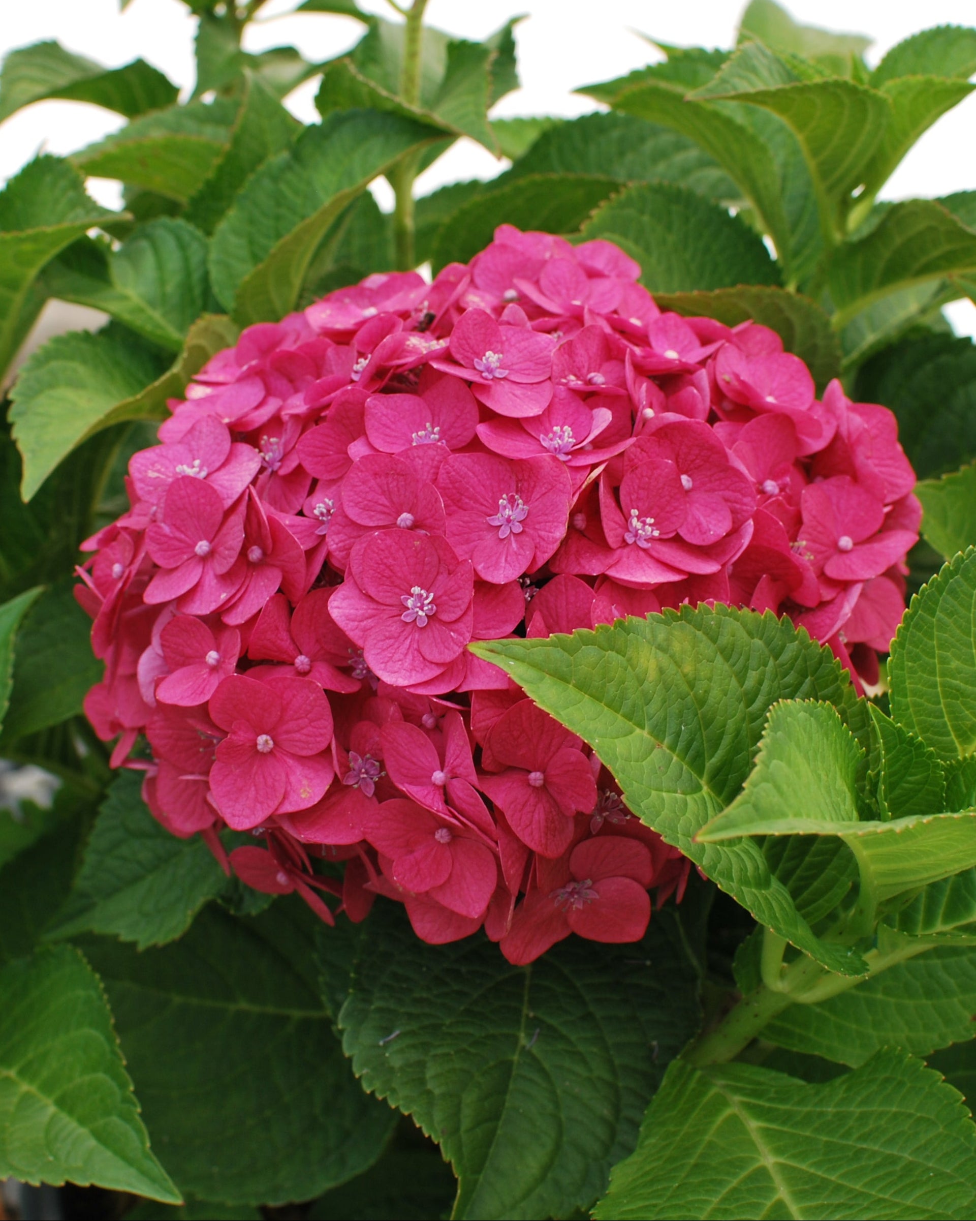 Hydrangea macrophylla Summer Crush® (Endless Summer® Hydrangea