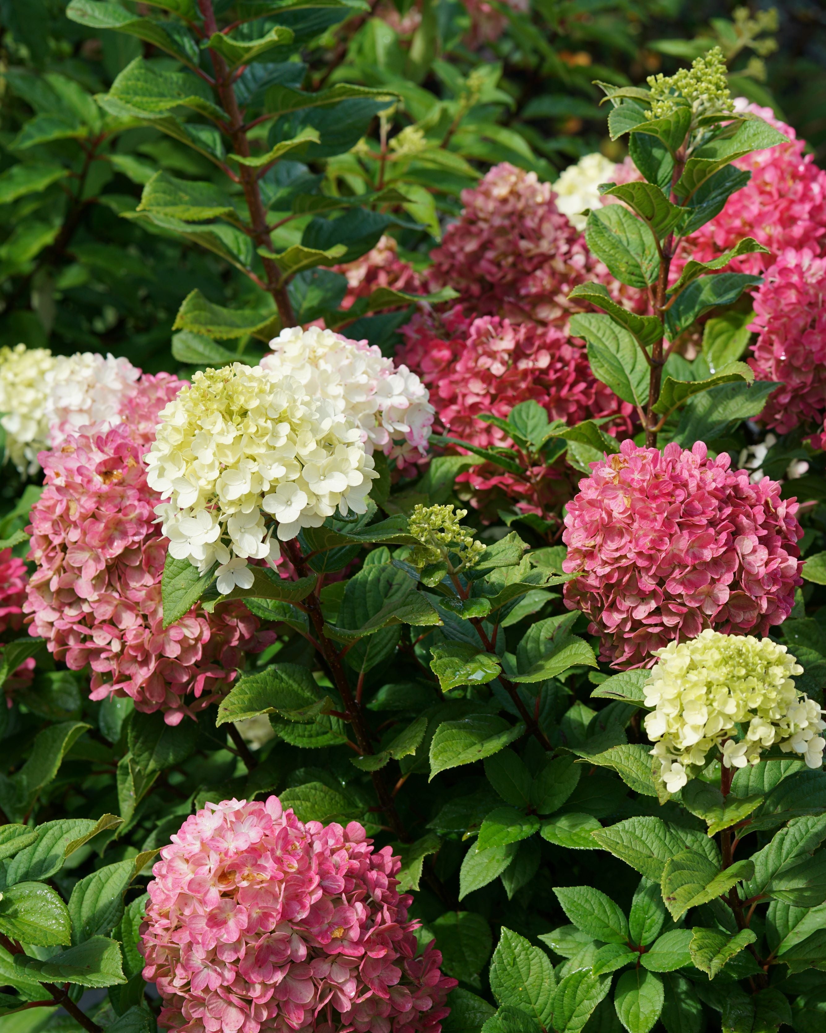 Hydrangea paniculata Little Lime Punch® (Panicle Hydrangea