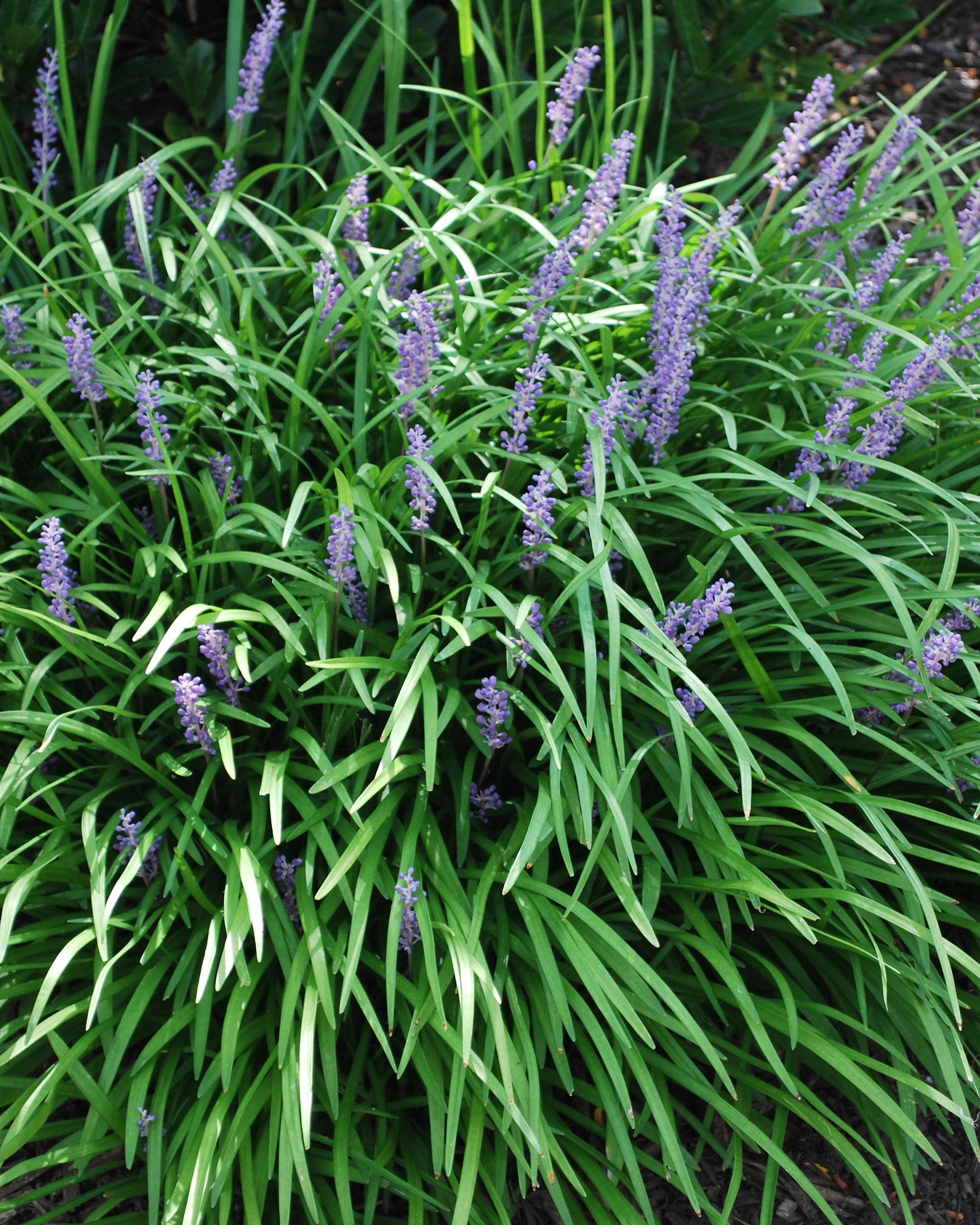 Liriope muscari 'Big Blue' (Lilyturf)