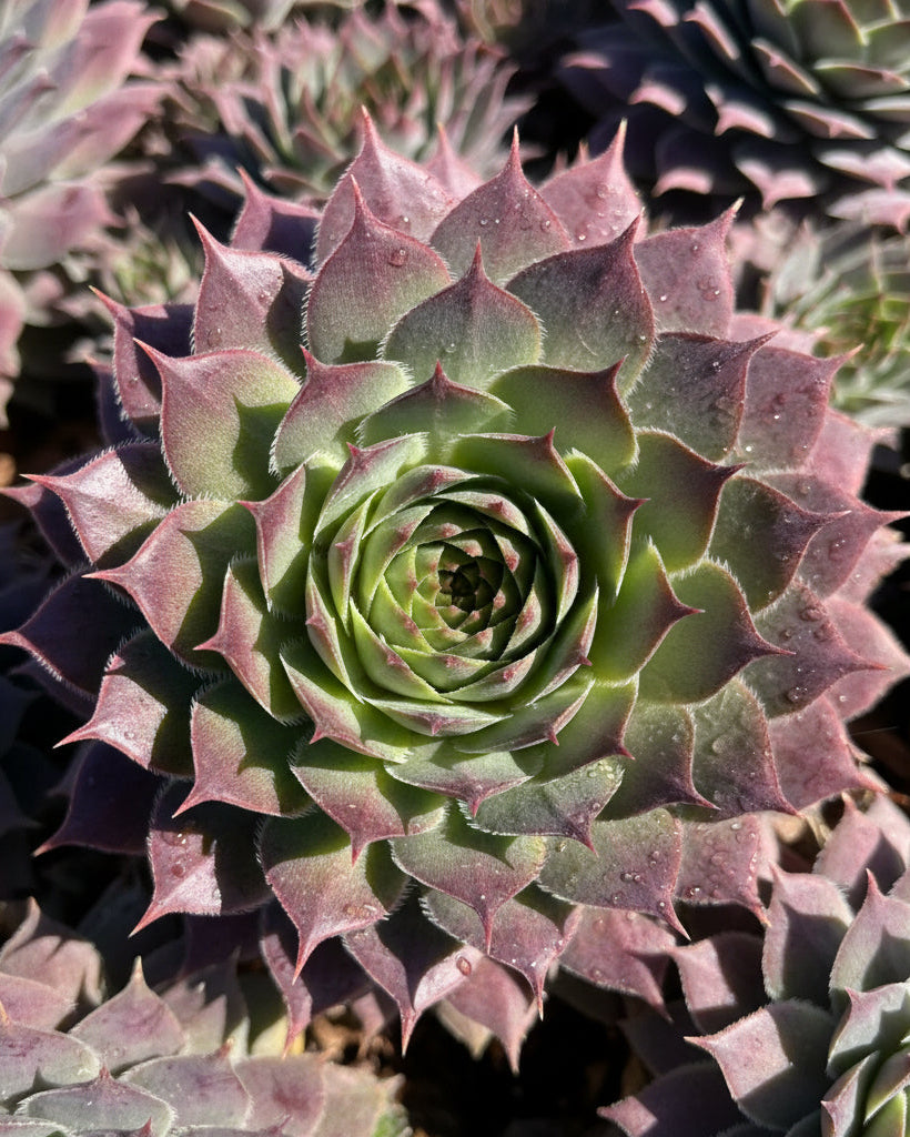 Sempervivum 'Virgil' (Hens and Chicks) – Perennial Farm Marketplace