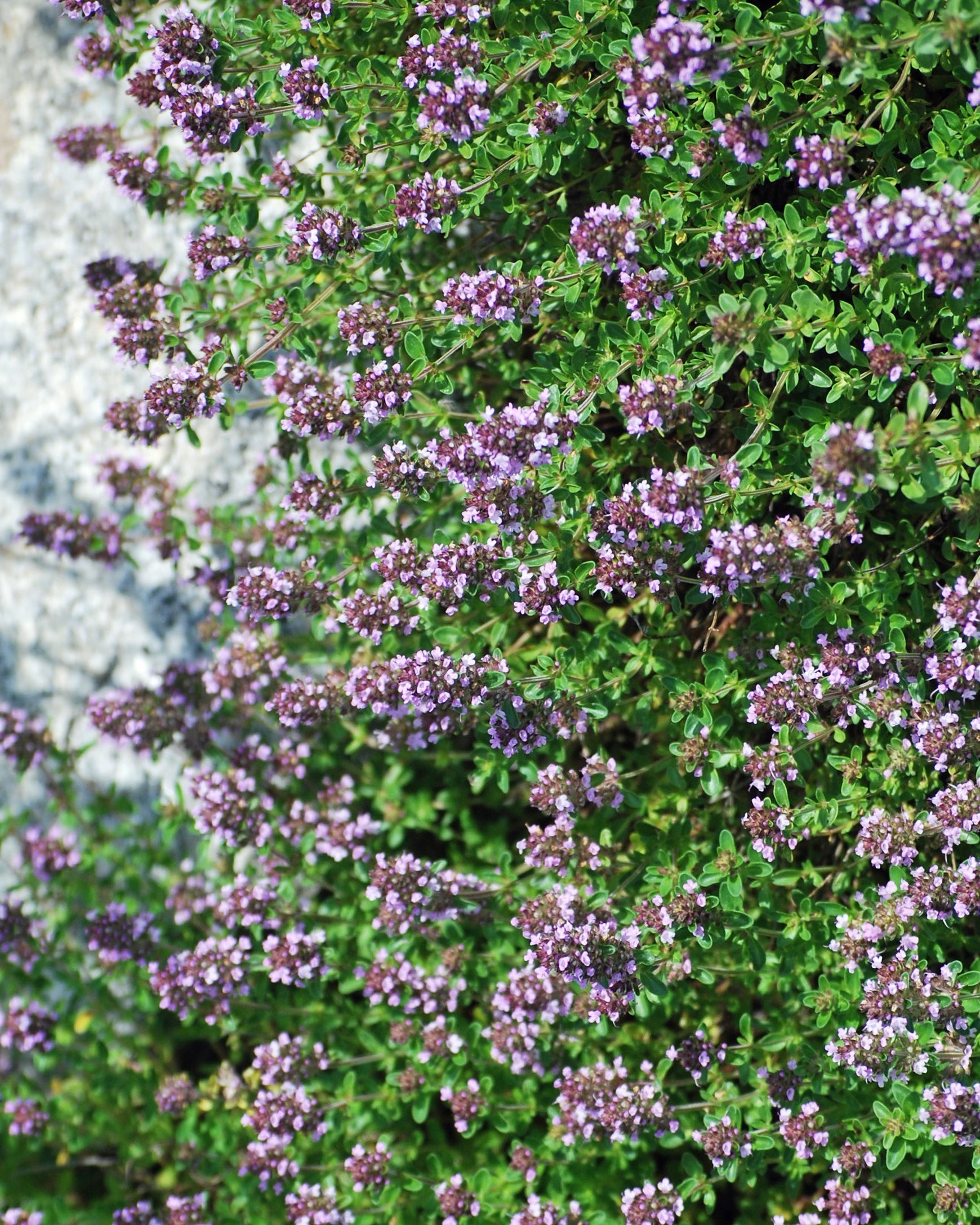 Thymus serpyllum 'Coccineus' (Red Flowering Mother of Thyme)