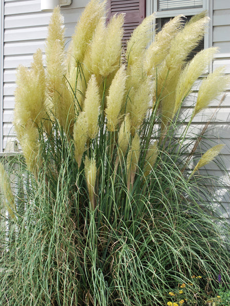 Cortaderia s. 'Andes Silver' (Pampas Grass)  Perennial Farm Marketplace
