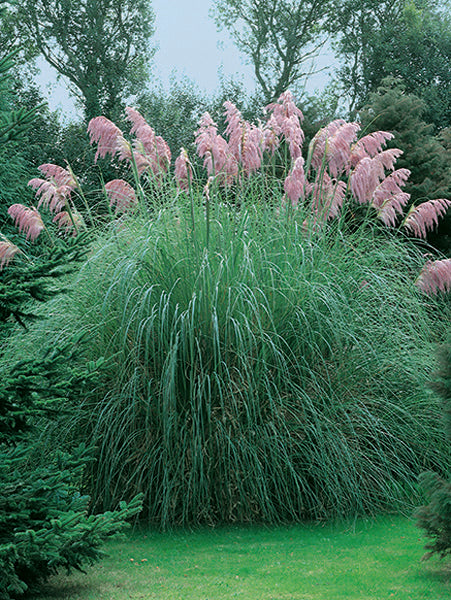 Cortaderia s. 'Rosea' (Pink Pampas Grass) No. 3 / 12-Pack