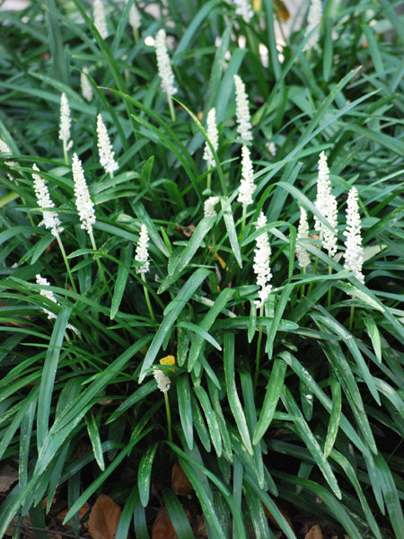 white lily turf Liriope muscari 'Monroe White' (Lilyturf) 4" Pot / Single