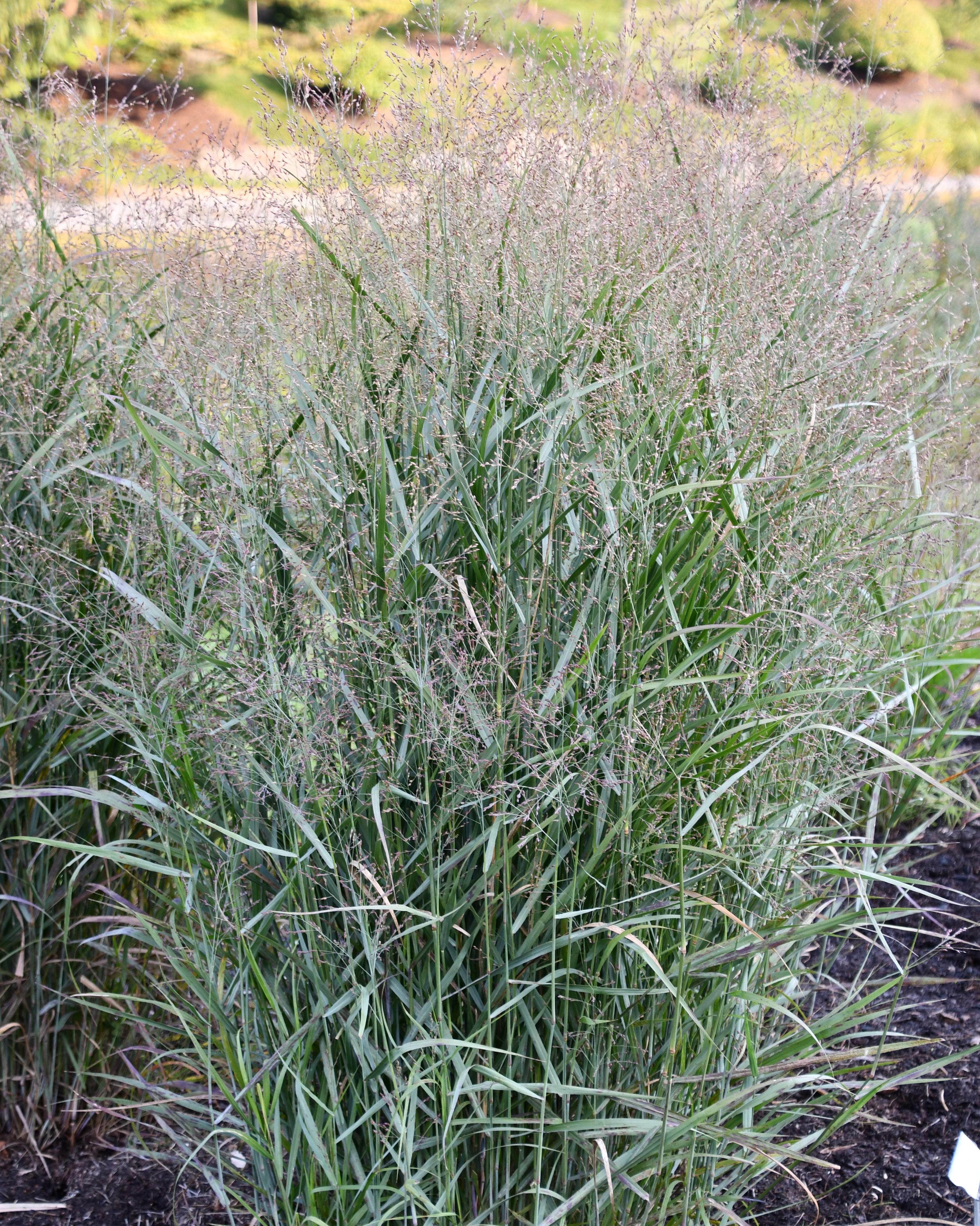 Panicum virgatum 'Prairie Dog' (Prairie Dog Switchgrass