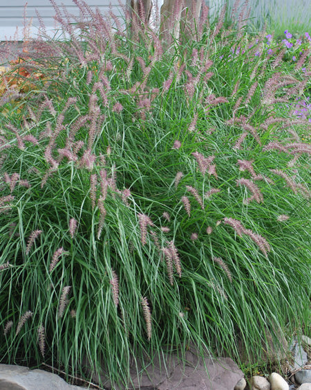 karley rose fountain grass seeds Pennisetum orientale 'Karley Rose' (Oriental Pink Fountain Grass) – Perennial Farm Marketplace