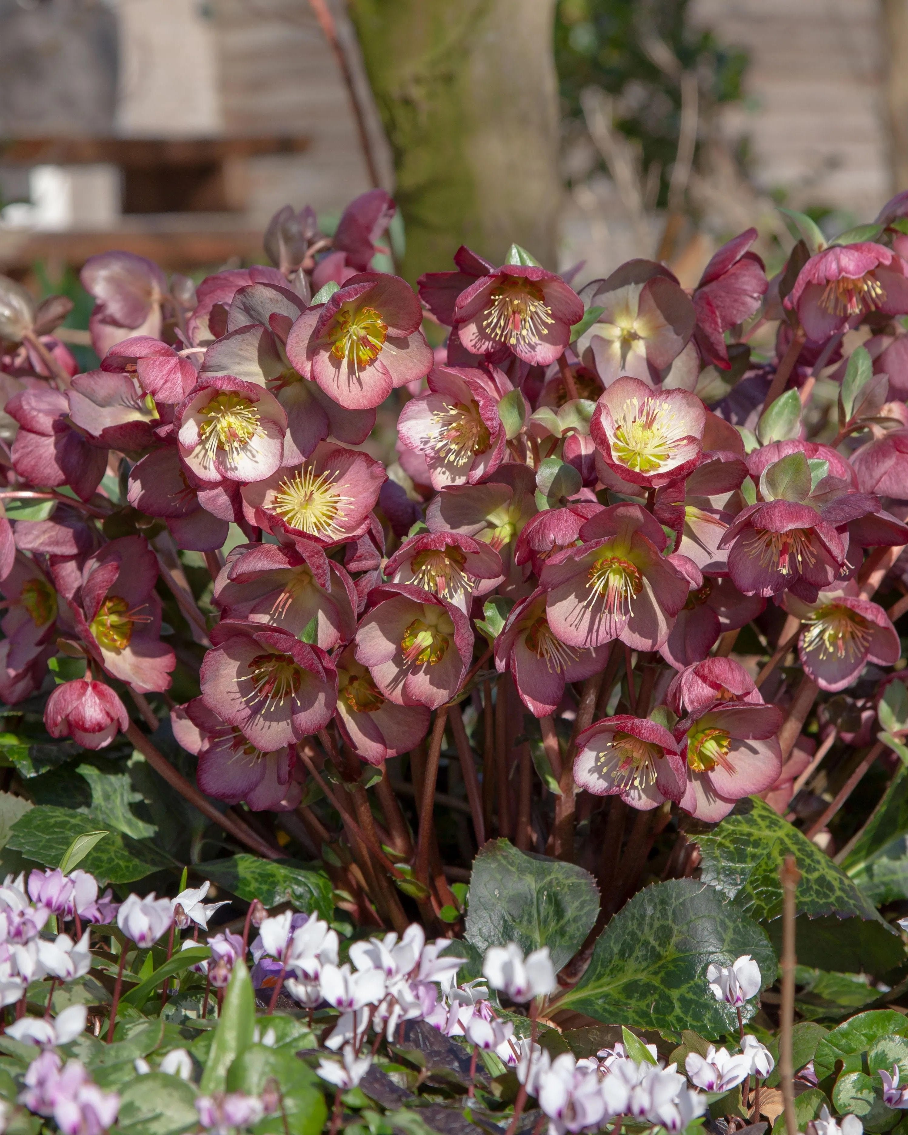 Helleborus x Frostkiss® Elemental® (Lenten Rose) – Perennial Farm  Marketplace