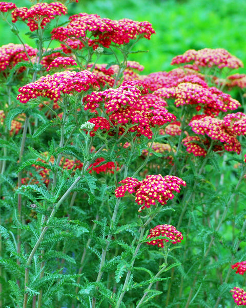 ARABIA エステリ ボタニカ \"Achillea millefolium\" Achillea x millefolium 'Terra Cotta' – Secret Garden Growers