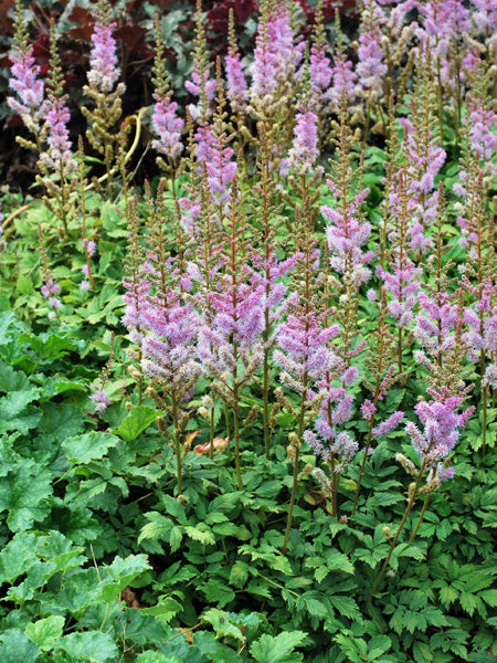 Astilbe chinensis 'Pumila' (False Spirea) – Perennial Farm Marketplace