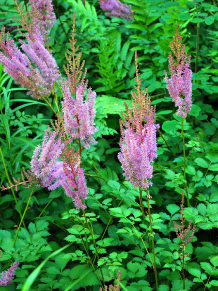 lavender astilbe plant Astilbe taquetii 'Purple Candles' (False Spirea) No. 1 / Single
