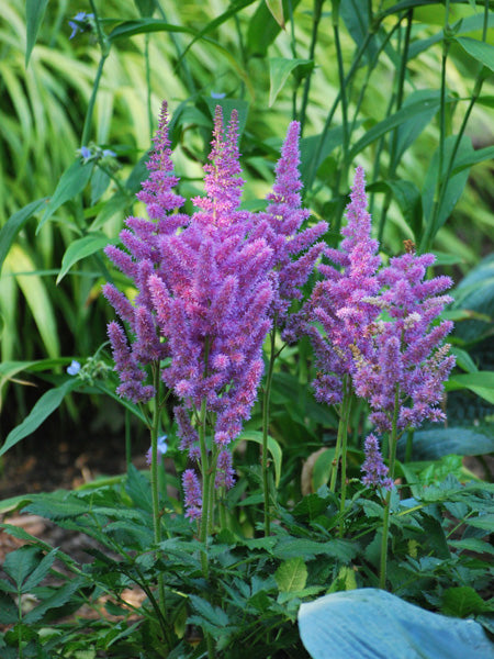 lavender astilbe plant Astilbe chinensis 'Visions' (False Spirea) – Perennial Farm Marketplace