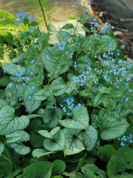 Brunnera macrophylla 'Jack Frost' (Variegated Dwarf Anchusa) – Perennial  Farm Marketplace