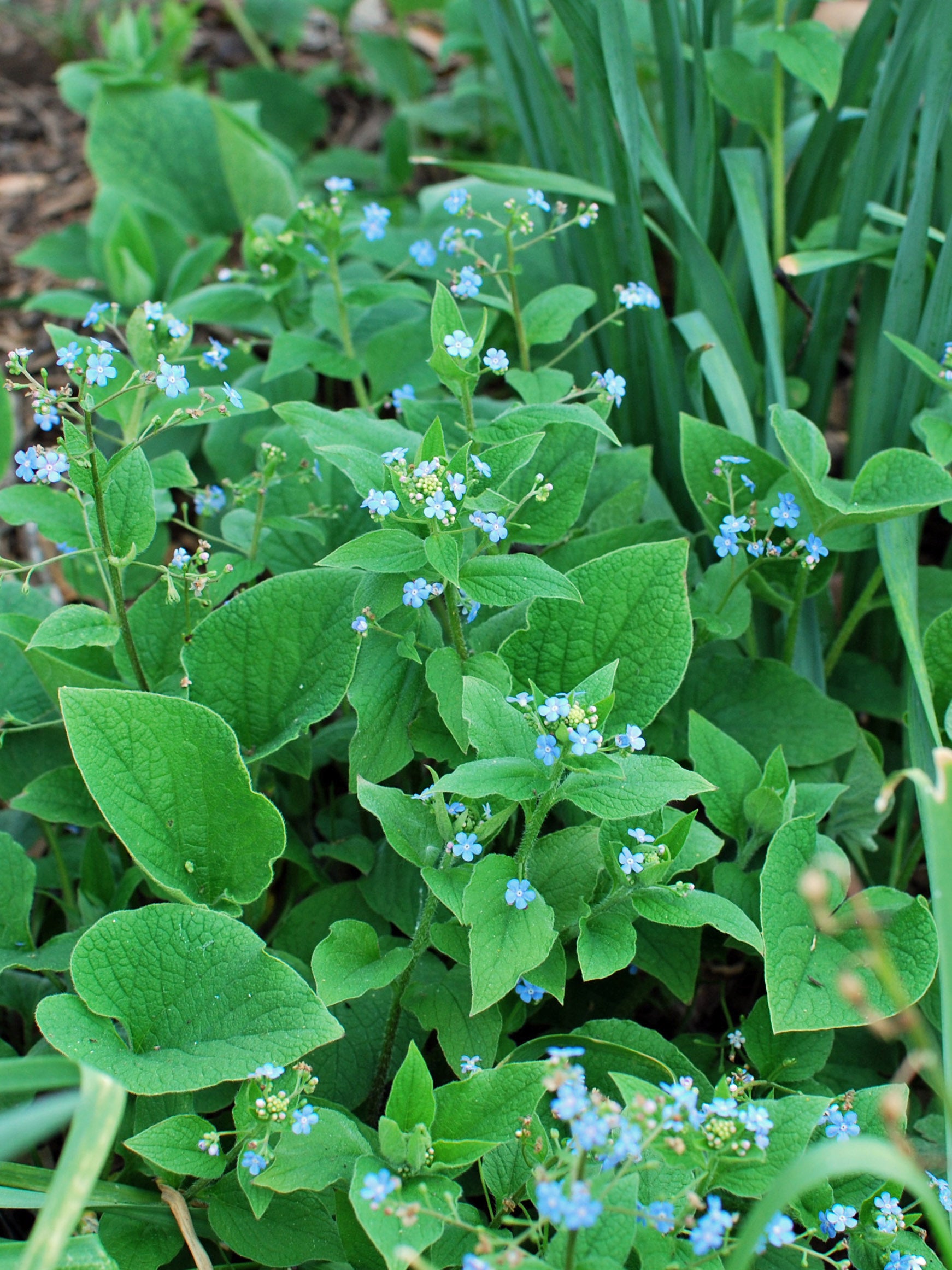 Brunnera macrophylla (False Forget-me-not/Siberian Bugloss