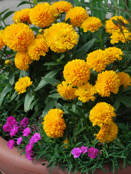 Coreopsis grandiflora Solanna™ Golden Sphere (Tickseed