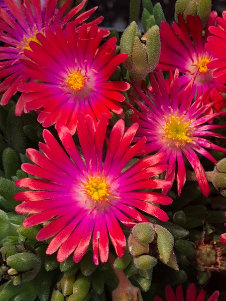 delosperma ice plant Delosperma J.o.D. 'Garnet' (Jewel of the Desert Series Ice Plant) –  Perennial Farm Marketplace