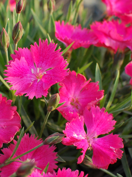 Dianthus Vivid™ Bright Light (Garden Pinks) – Perennial Farm