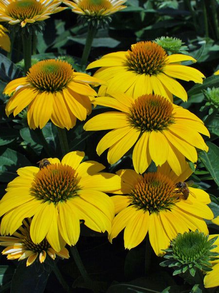 echinacea sombrero lemon yellow seeds Echinacea Sombrero® Lemon Yellow Improved (Coneflower)