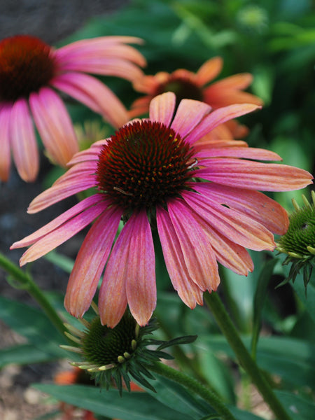 echinacea rainbow marcella seeds Echinacea x purpurea Butterfly™ 'Rainbow Marcella' (Coneflower) – Perennial Farm Marketplace