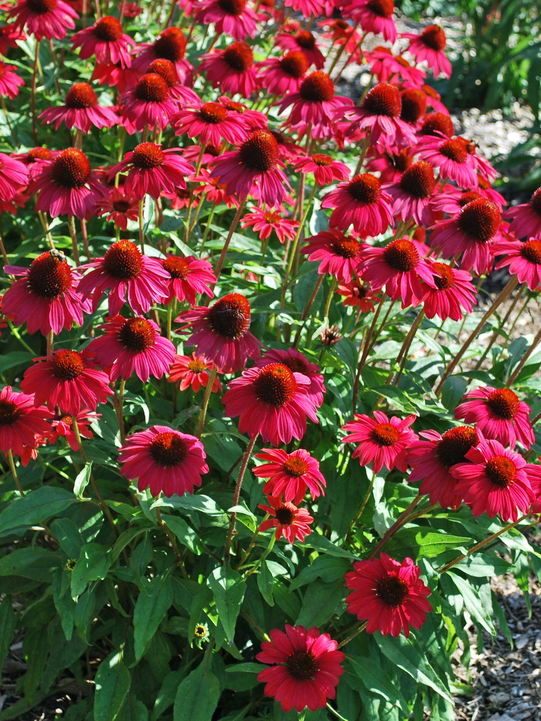 17 Unusual and Showy Coneflower Varieties For Your Garden 17 Unusual and Showy Coneflower Varieties For Your Garden