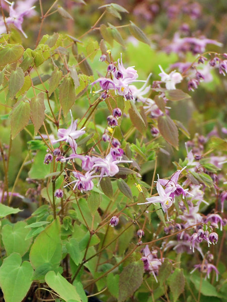 fairy wings lavender plant Epimedium grandiflorum 'Lilafee' (Barrenwort) – Perennial Farm Marketplace