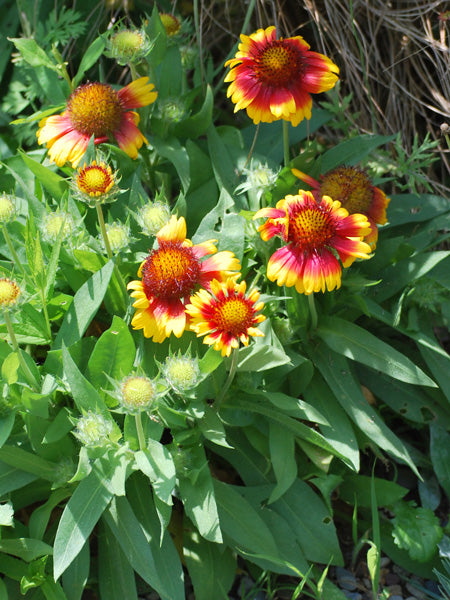 Gaillardia x grandiflora 'Arizona Sun' (Blanket Flower