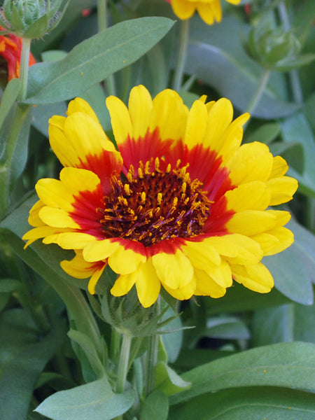 Gaillardia Spintop™ 'Red Starburst' (Blanket Flower) – Perennial