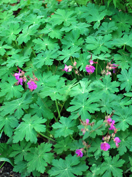 big root geranium seeds Geranium macrorrhizum 'Bevan's Variety' (Bigroot Geranium) – Perennial Farm Marketplace