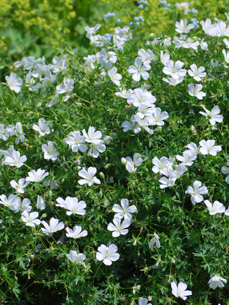 geranium sanguineum seeds Geranium sanguineum 'Album' (Cranesbill) – Perennial Farm Marketplace