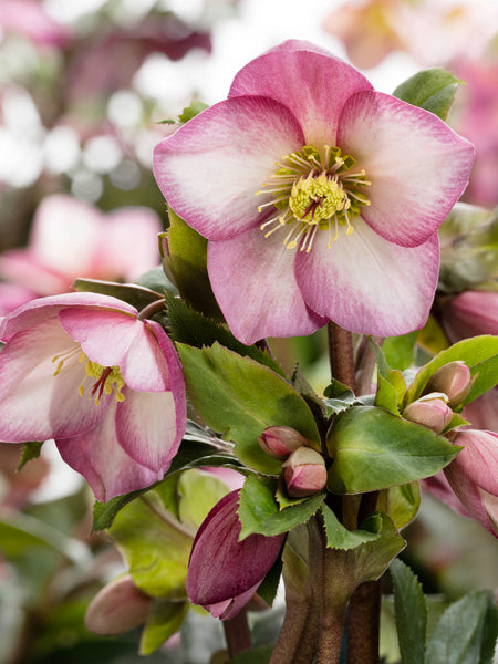 Helleborus HGC® Ice N' Roses® Rose (Helleborus Gold Collection