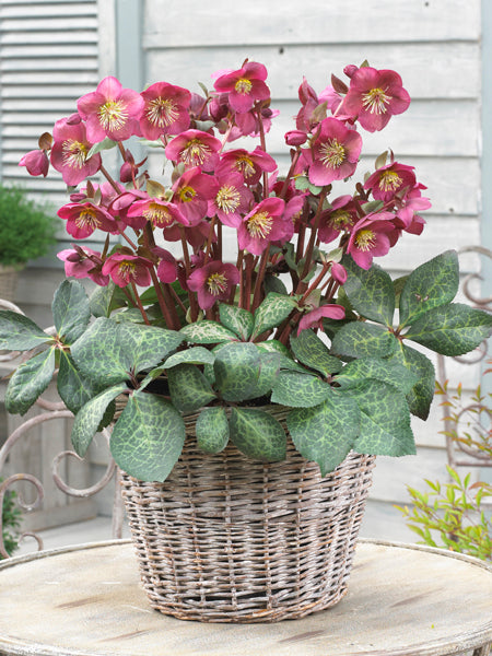 Helleborus x Frostkiss® Anna's Red (Lenten Rose) – Perennial Farm