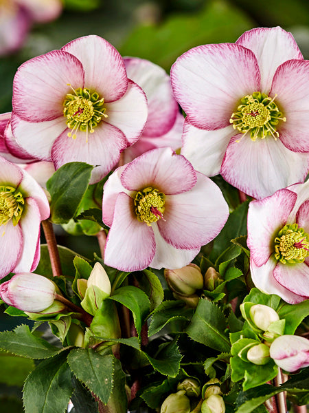 ISHI様スイートチェストナッロックローズセラトーウォルナットスターオブペツレム Helleborus HGC® Ice N' Roses® Picotee (Helleborus Gold Collection