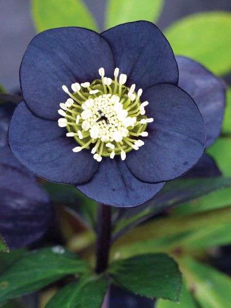 Helleborus x hybridus Winter Jewels® 'Black Diamond' (Lenten Rose