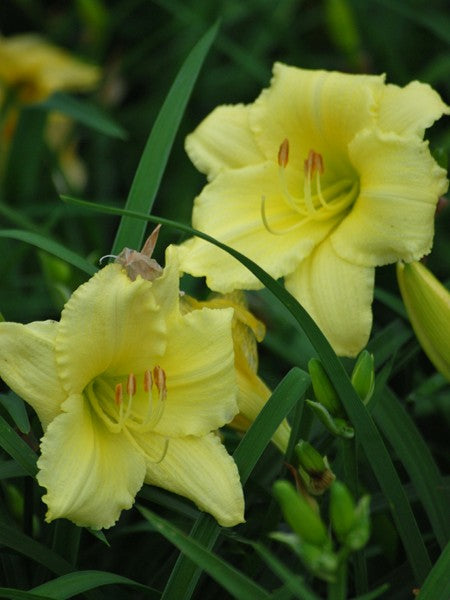 Hemerocallis 'Gail's Fragrant Treasure' (Daylily) – Perennial Farm