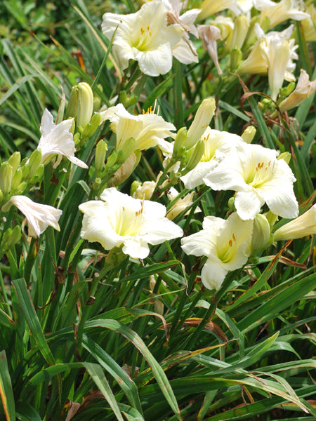 day lilies white Hemerocallis 'Joan Senior' (Daylily) – Perennial Farm Marketplace