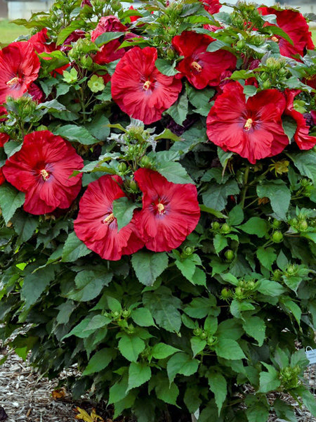 Hibiscus Summerific® 'Valentine's Crush' (Hardy Hibiscus