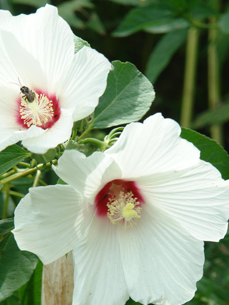 Hibiscus moscheutos (Swamp Rosemallow / Hardy Hibiscus) – Perennial Farm  Marketplace