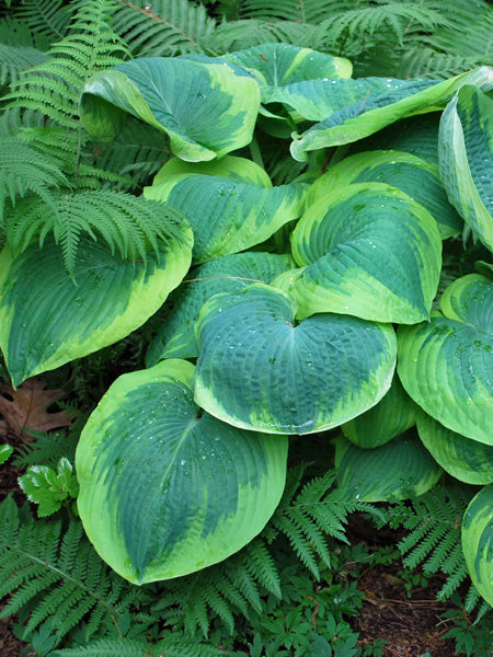 Hosta sieboldiana 'Frances Williams' (Plantain Lily) – Perennial